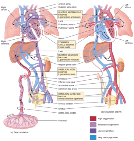 Fetal Circulation