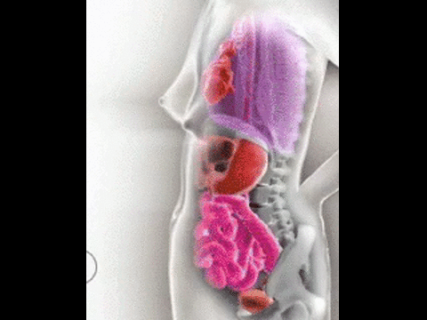 how-organs-move-in-pregnancy