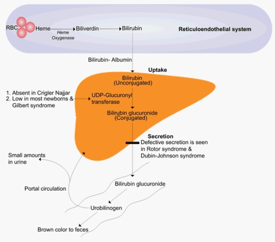 Image result for bilirubin metabolism